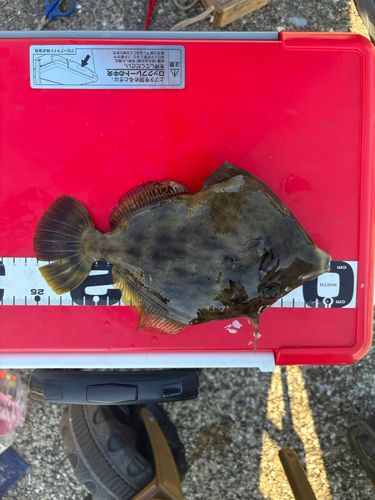 カワハギの釣果