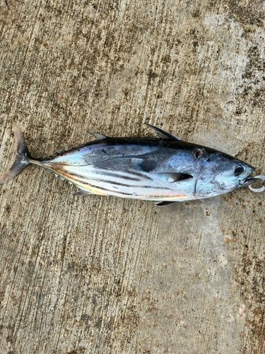 スマガツオの釣果