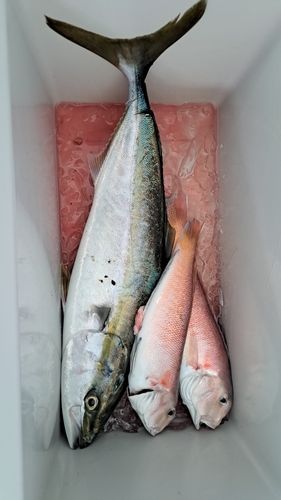 シロアマダイの釣果