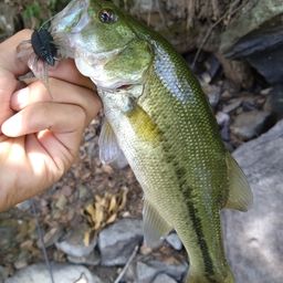 ラージマウスバス