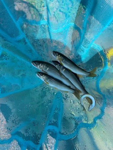 アユの釣果