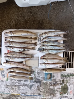 キスの釣果