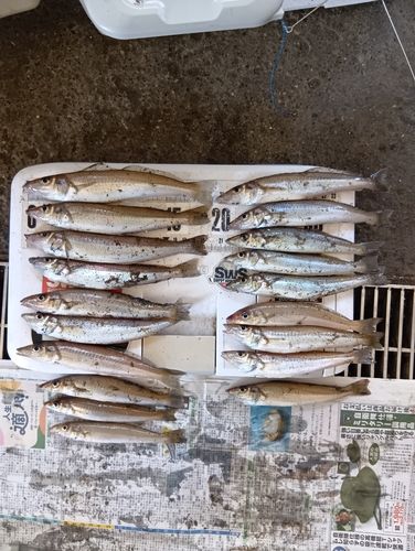 キスの釣果