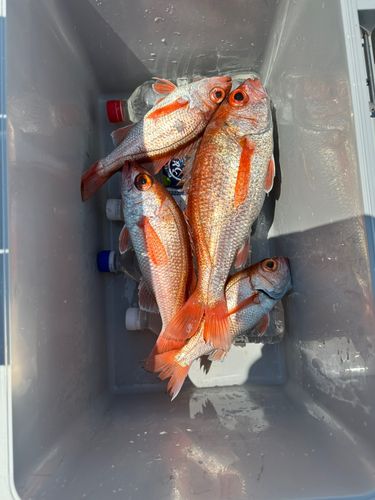 アカムツの釣果