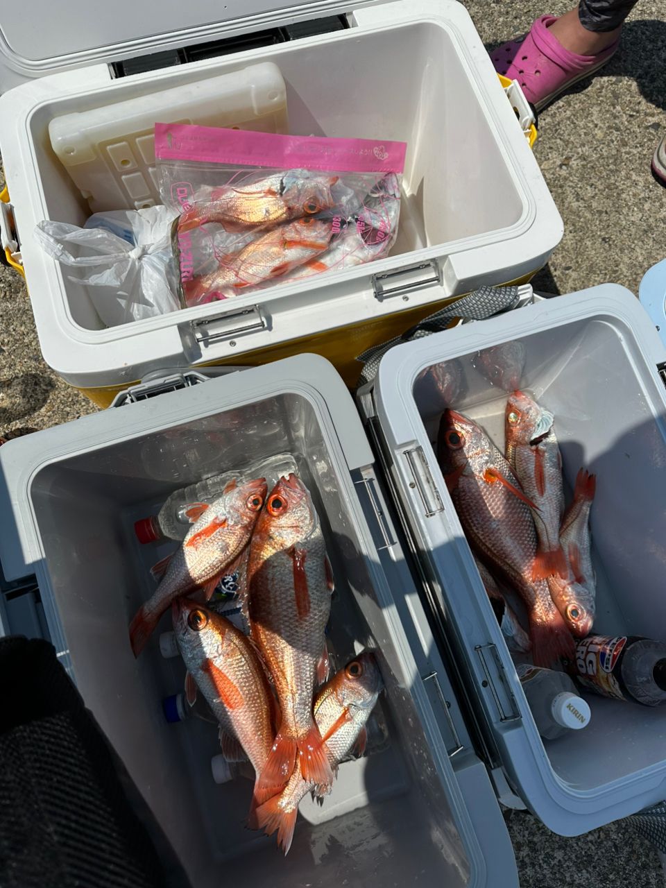 ホクロさんの釣果 2枚目の画像