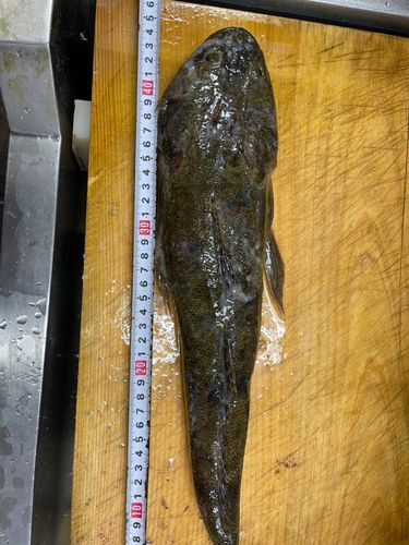 マゴチの釣果