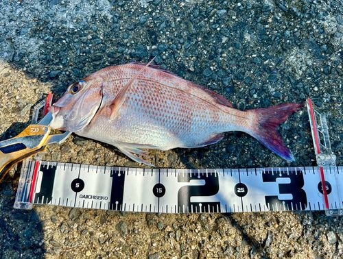 マダイの釣果