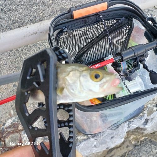 セイゴ（マルスズキ）の釣果