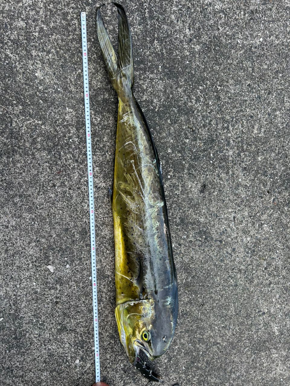 シイラ