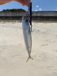 サバの釣果