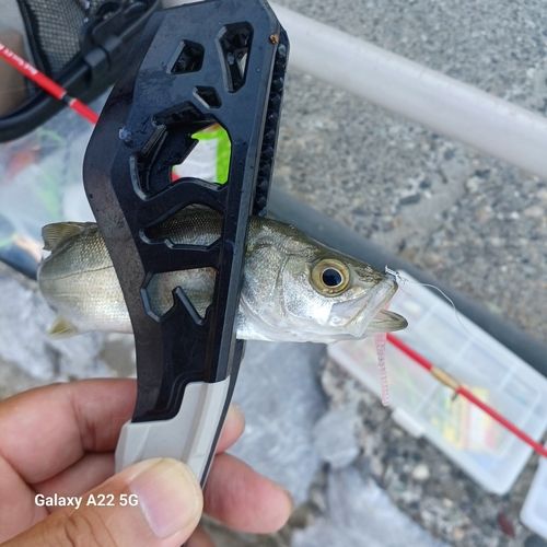 セイゴ（マルスズキ）の釣果