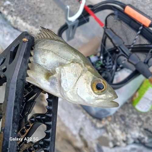 セイゴ（マルスズキ）の釣果
