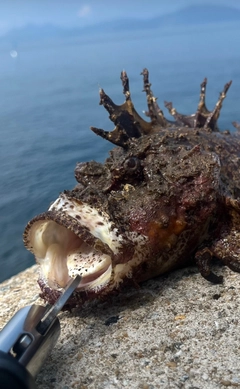 オニオコゼの釣果