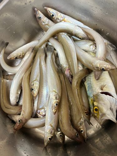 キスの釣果