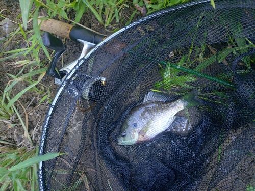 ブルーギルの釣果
