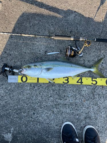 イナダの釣果