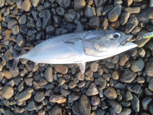 ソウダガツオの釣果