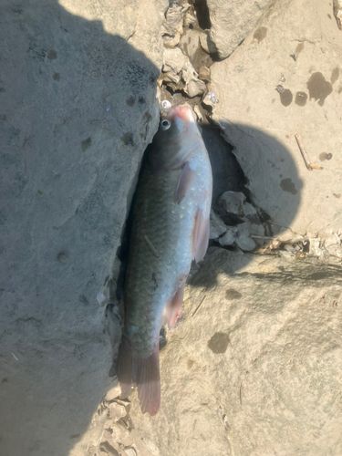フナの釣果