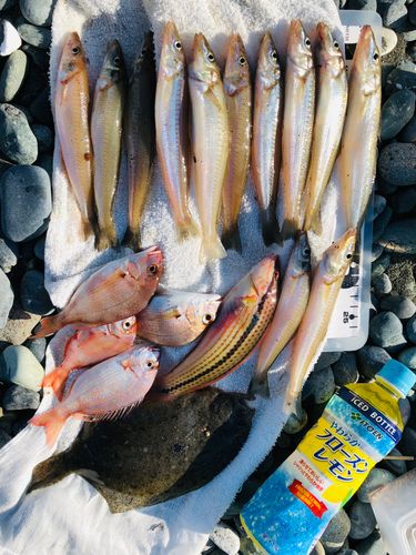 シロギスの釣果