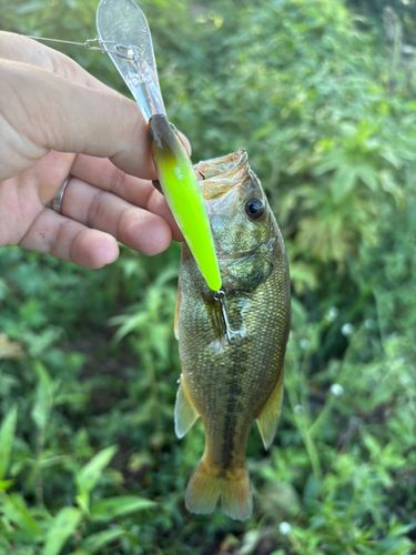 ラージマウスバスの釣果