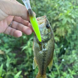 ラージマウスバス