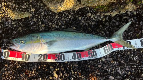 ハマチの釣果
