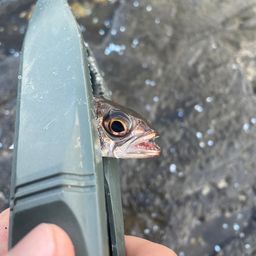 ムツ
