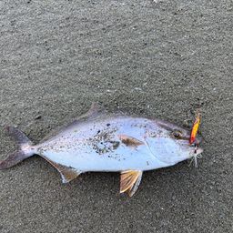 ショゴ