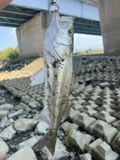 セイゴ(タイリクスズキ)の釣果