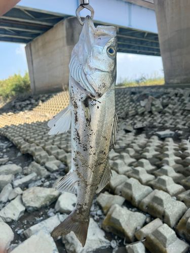 セイゴ（タイリクスズキ）の釣果
