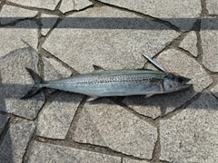 サゴシの釣果