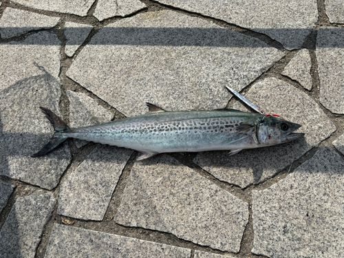 サゴシの釣果