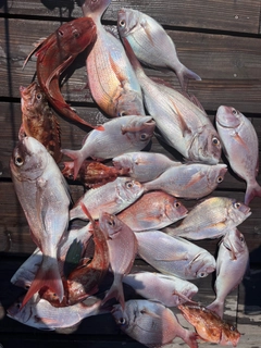 マダイの釣果