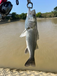 セイゴ（タイリクスズキ）の釣果