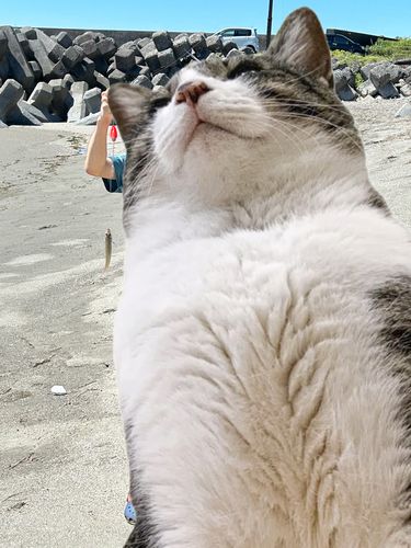 キスの釣果