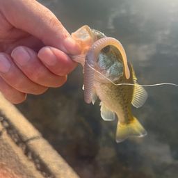 ブラックバス