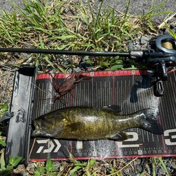 スモールマウスバス