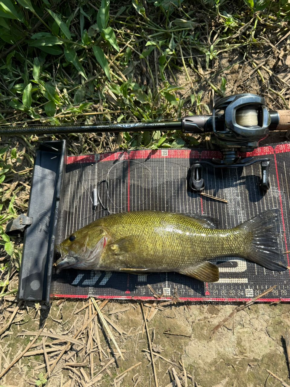 スモールマウスバス