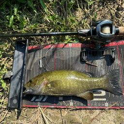 スモールマウスバス