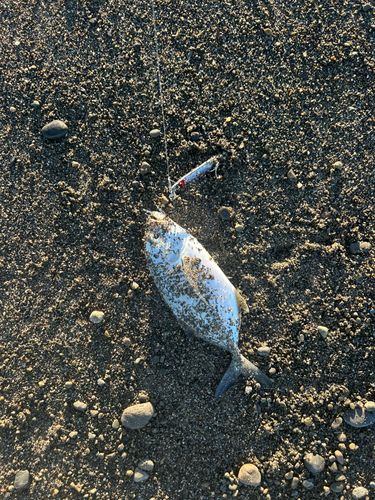メッキの釣果