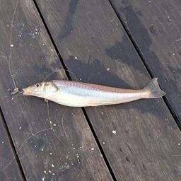 シロギス