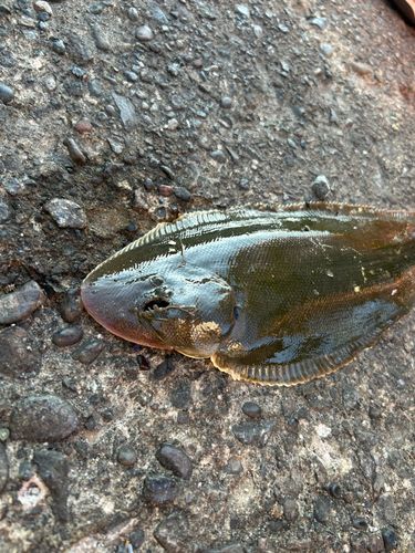 シタビラメの釣果