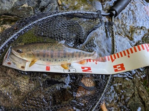 ヤマメの釣果