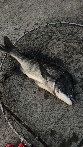クロダイの釣果