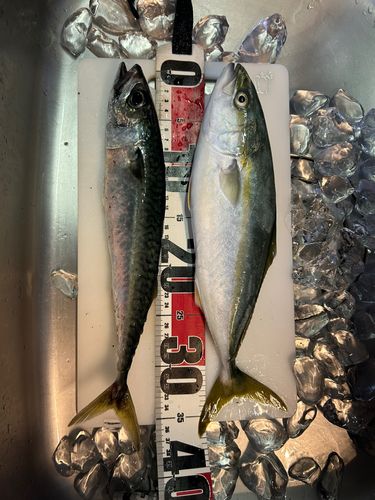 ワカシの釣果