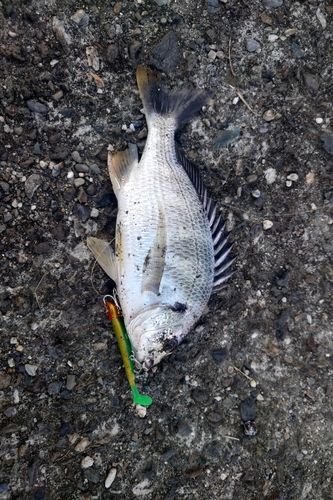 キビレの釣果