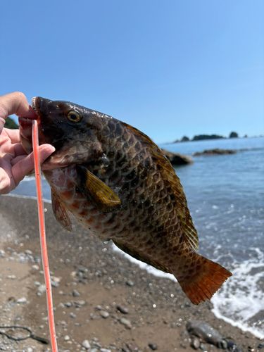ブダイの釣果