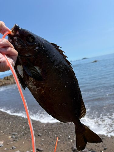 アイゴの釣果