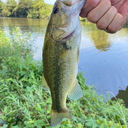 ラージマウスバス