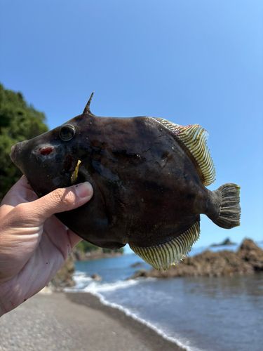 カワハギの釣果